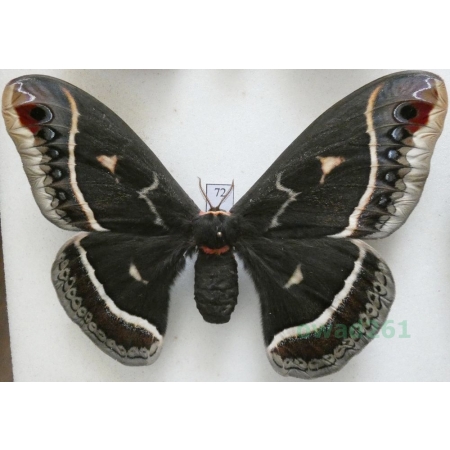 Eupackardia calleta (Westwood, 1853) female ex. ovo USA 117mm72